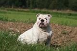 BULLDOG ANGLAIS 165